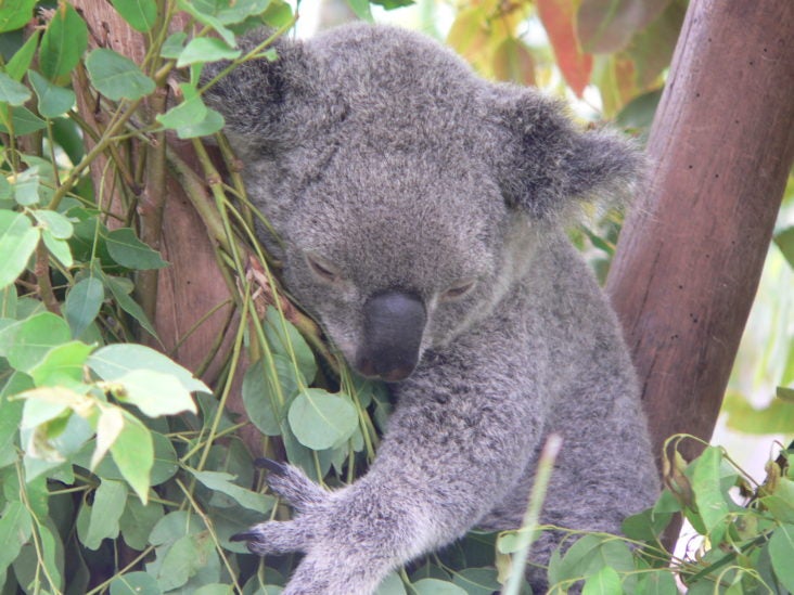 Koala in the wild