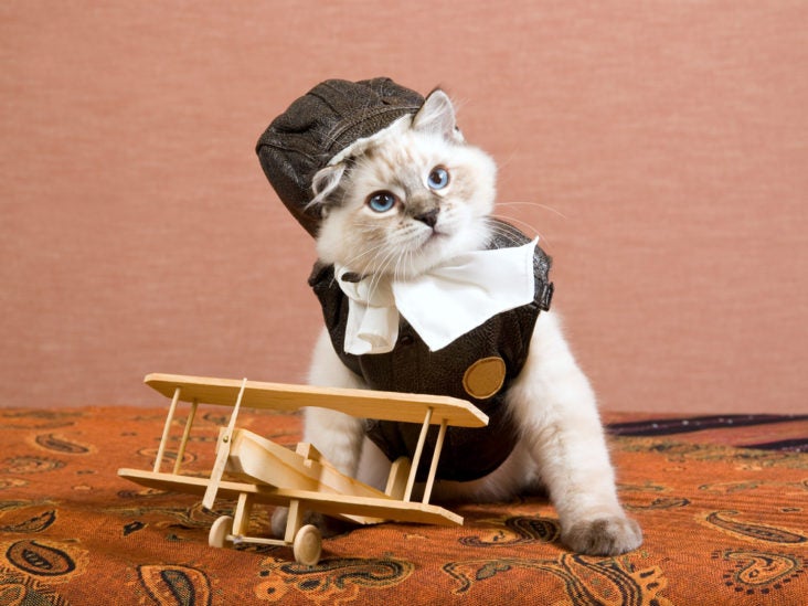 fly-with-pets-and-earn-points-on-jetblue