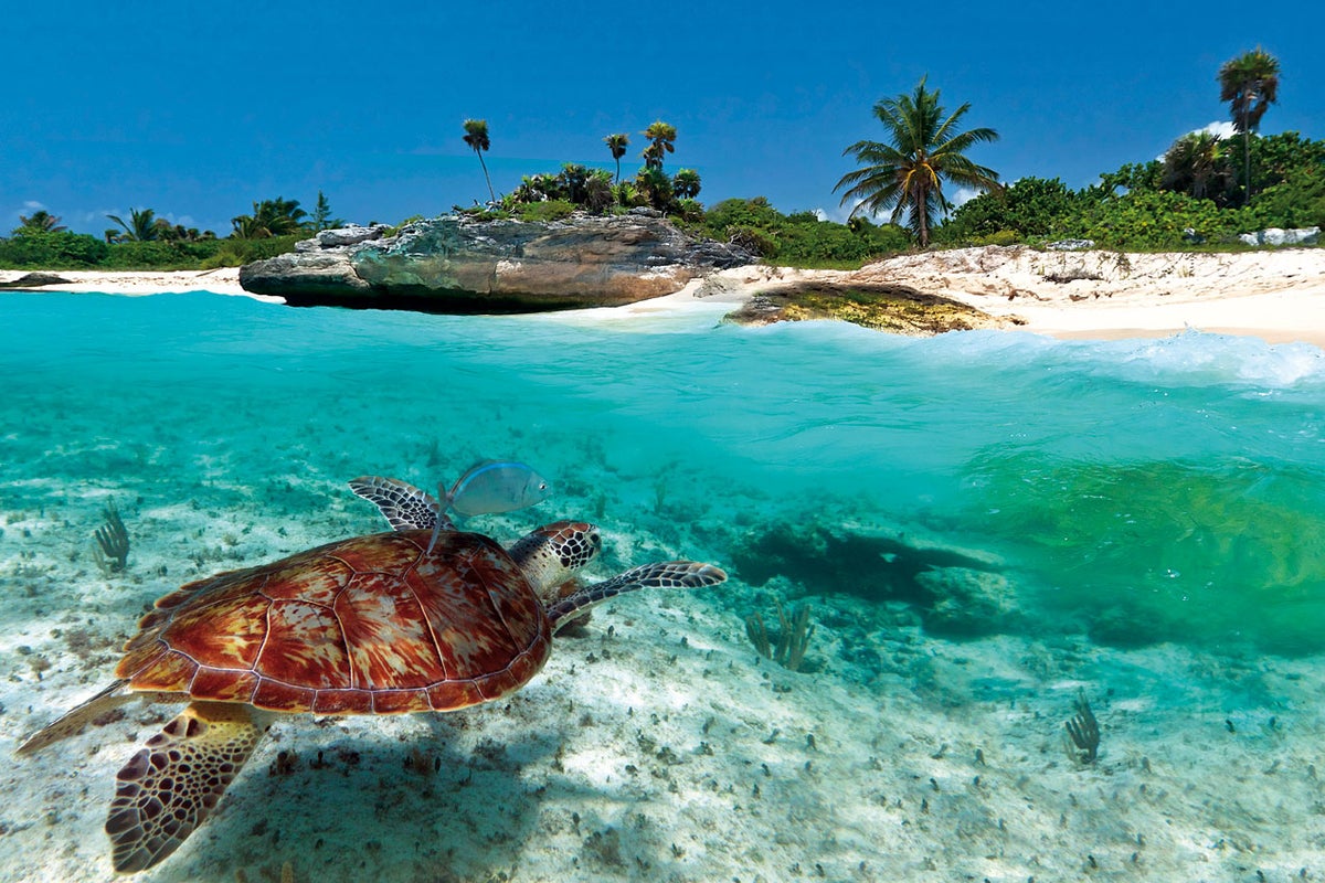 turtle swimming underwater caribbean