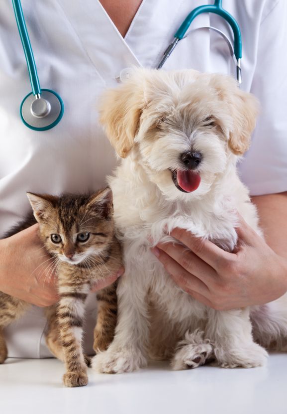 pets at the vet