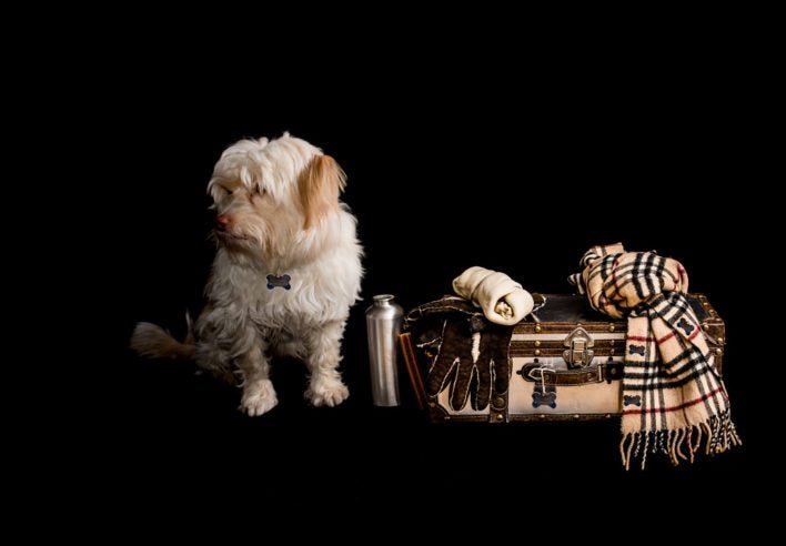dog by suitcase