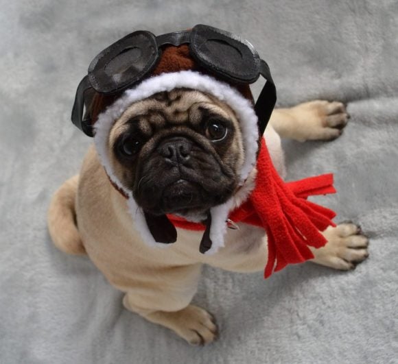 Dog with goggles