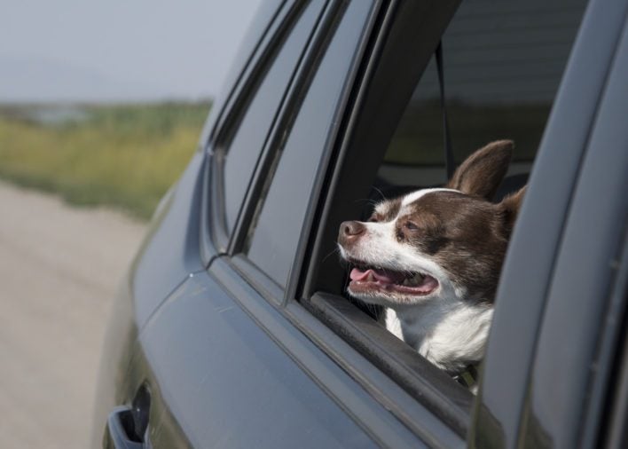 Dog in car