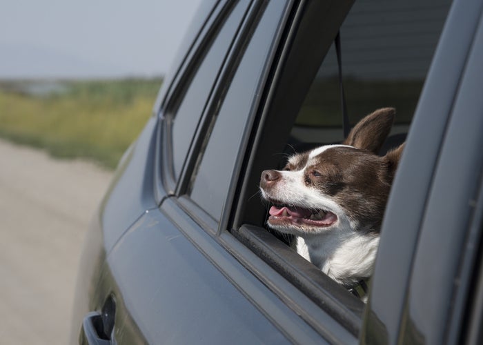 Dog in car