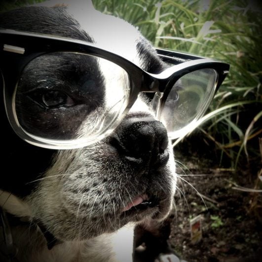Dog with glasses