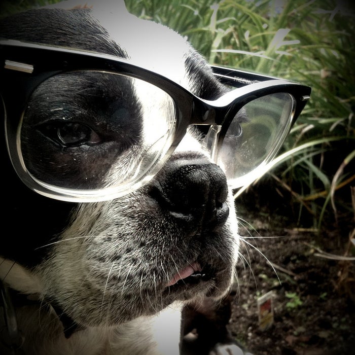 Dog with glasses