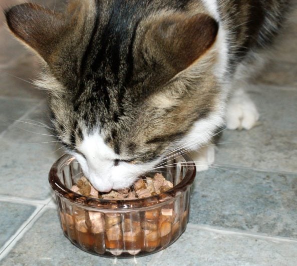 cat eating food