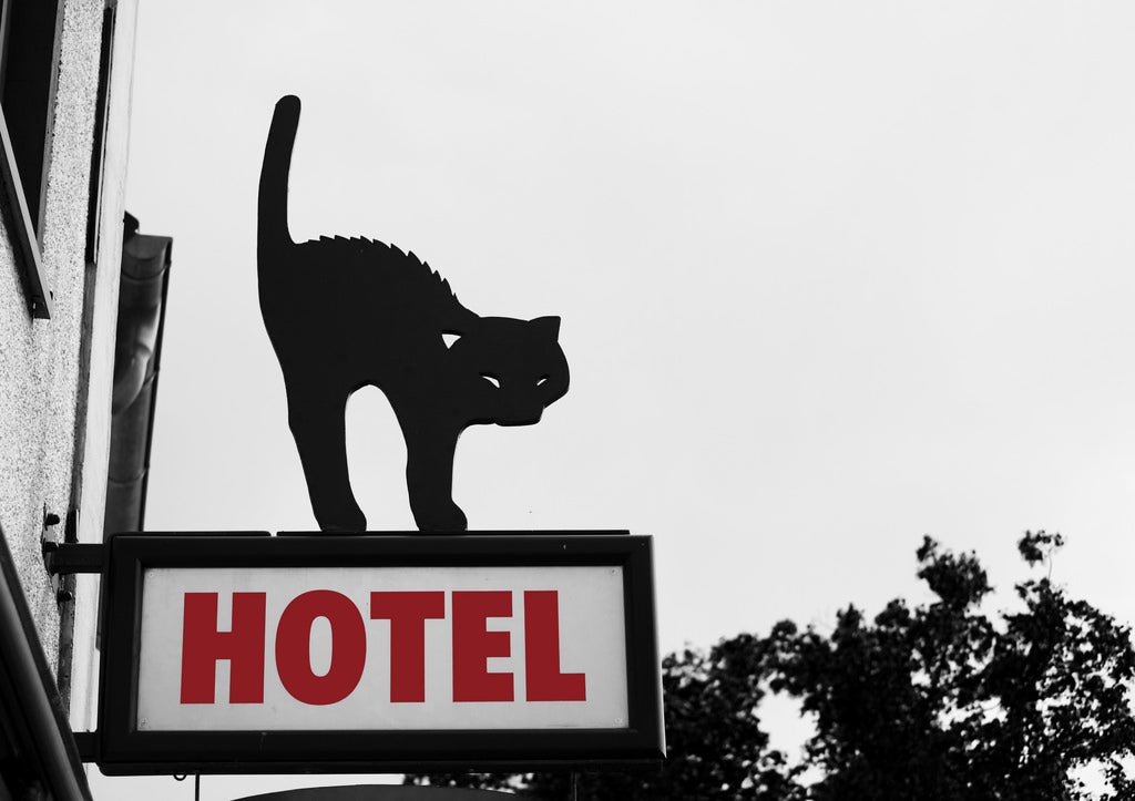 Pet-Friendly Hilton Brands in 2023 [Policies, Deposits, Size]