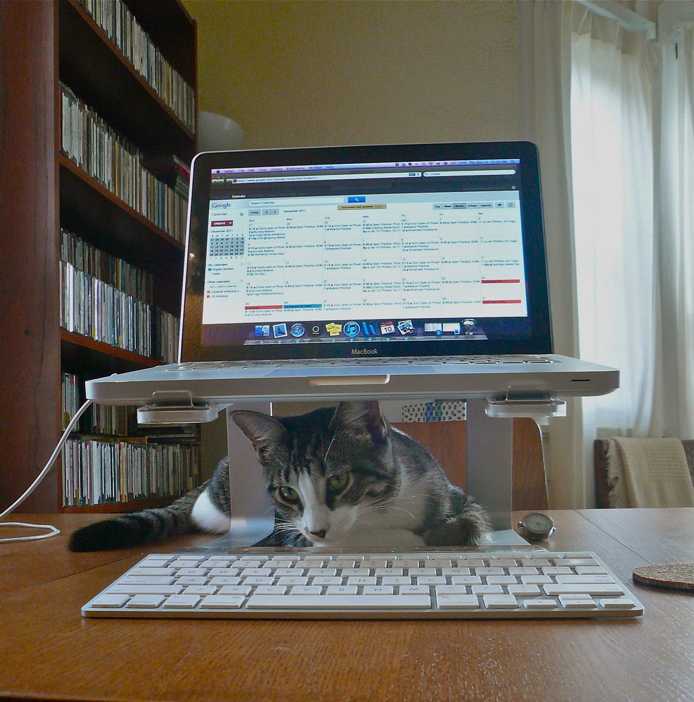 Cat by computer 