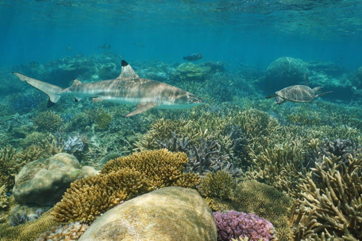 travel on flying blue to south pacific and see the New Caledonia Shark