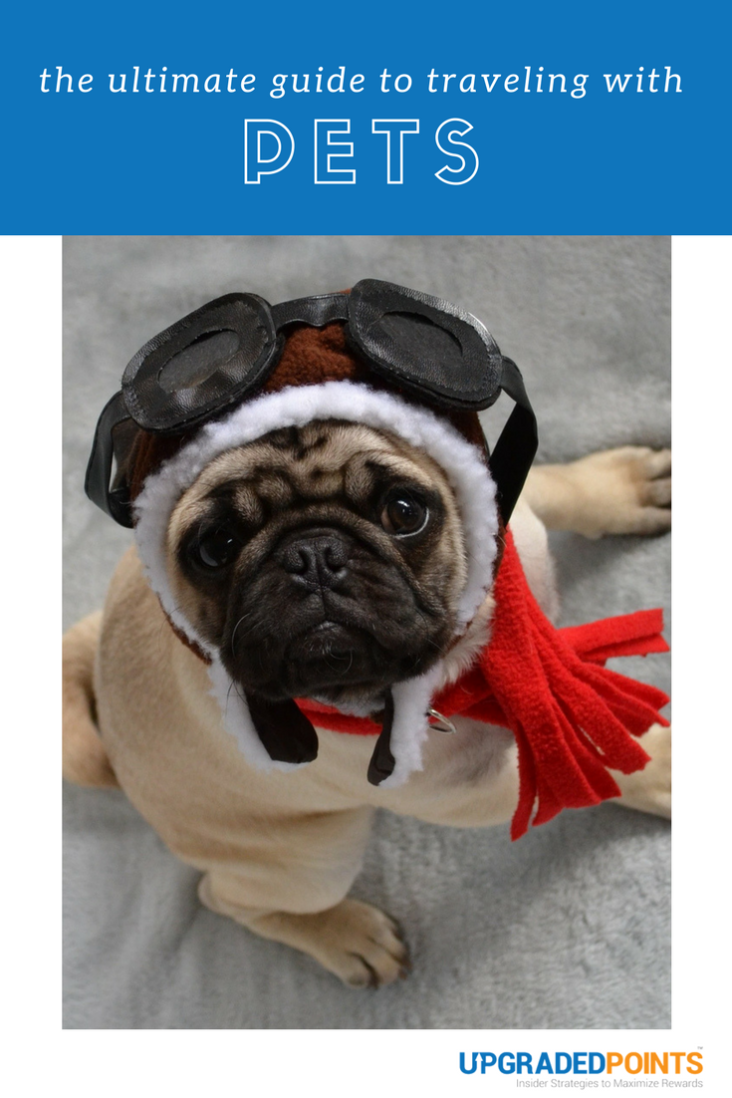 The Ultimate Guide To Traveling With Pets [Best Strategies & Tips]