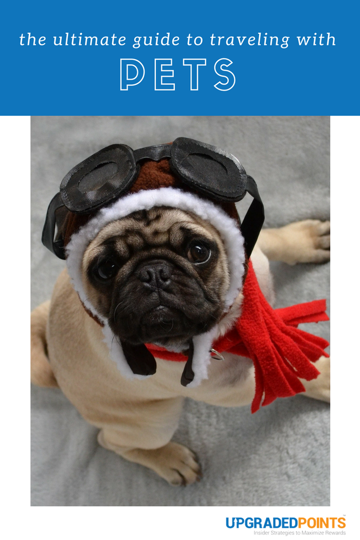 Ultimate Guide to Traveling with Pets Ultimate Guide to Traveling with Pets
