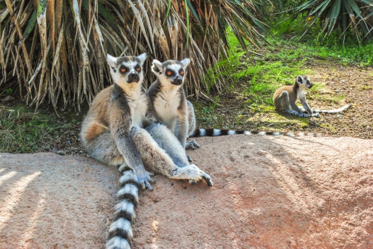 lemurs