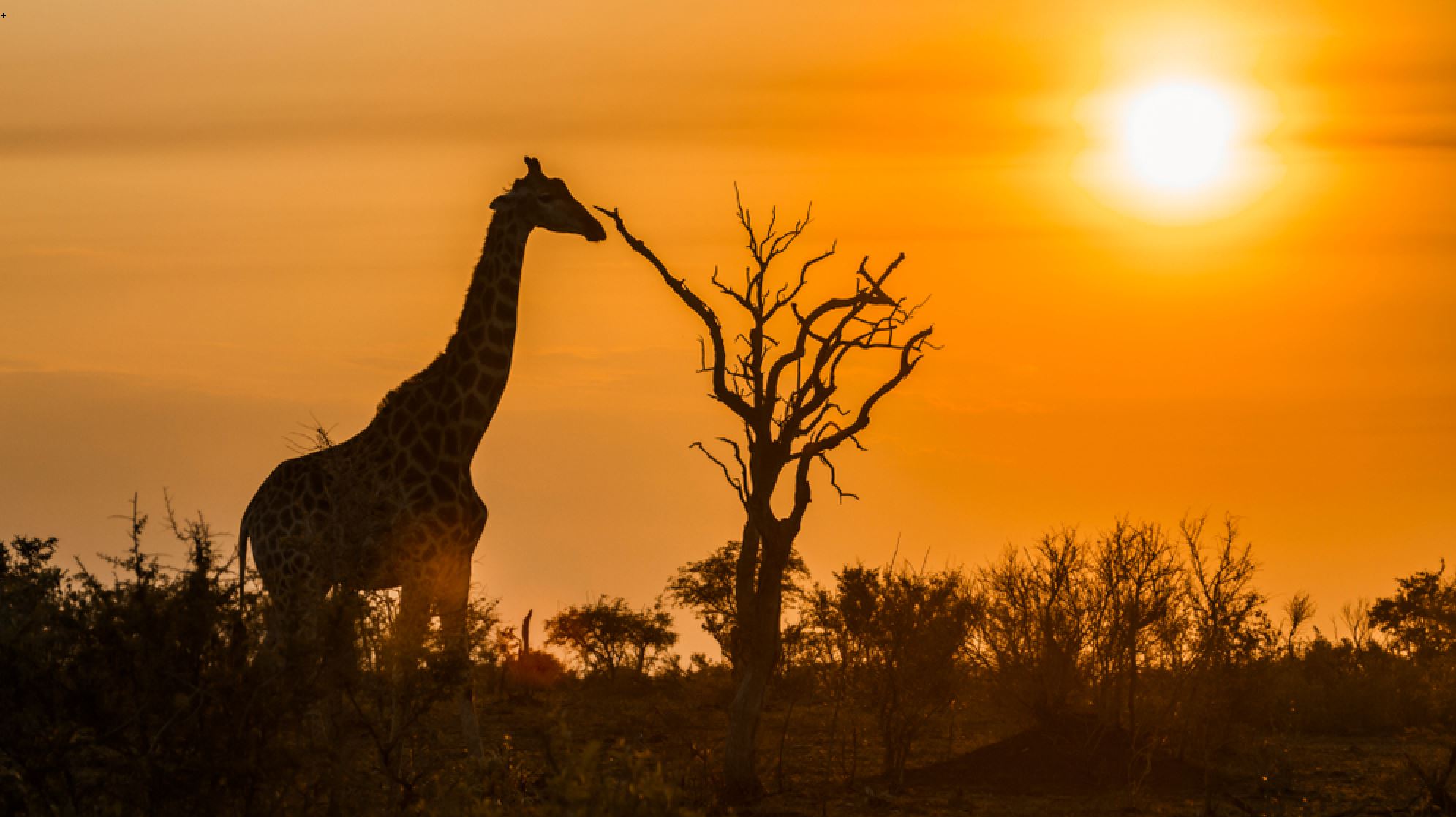 Photo of [Deal Alert] North America to Johannesburg for $2,250 R/T in Business