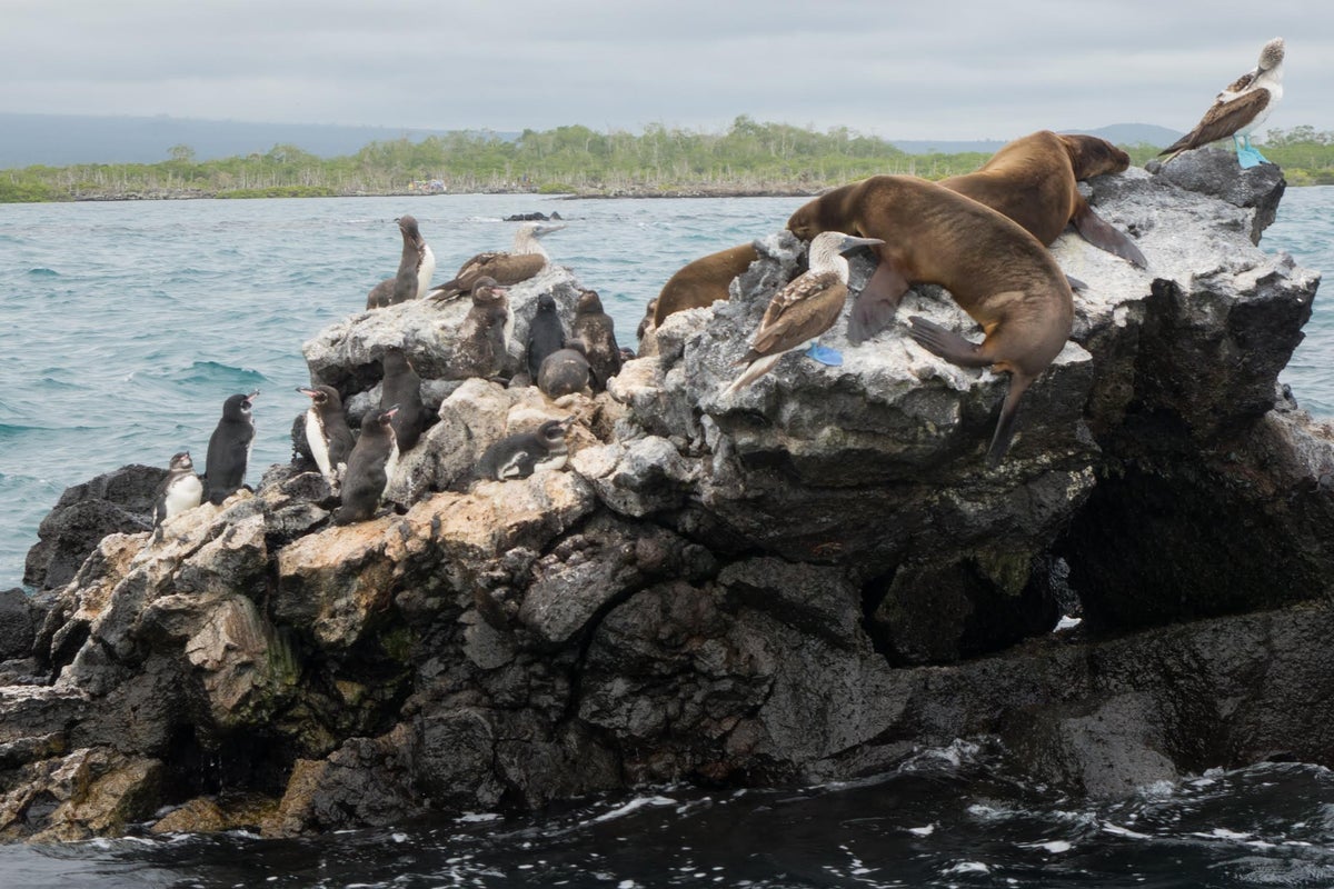 Real Redemptions, The Galapagos Islands