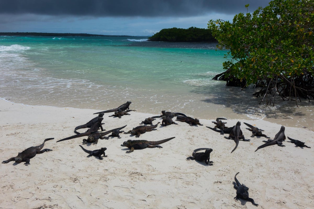Real Redemptions, The Galapagos Islands (3)