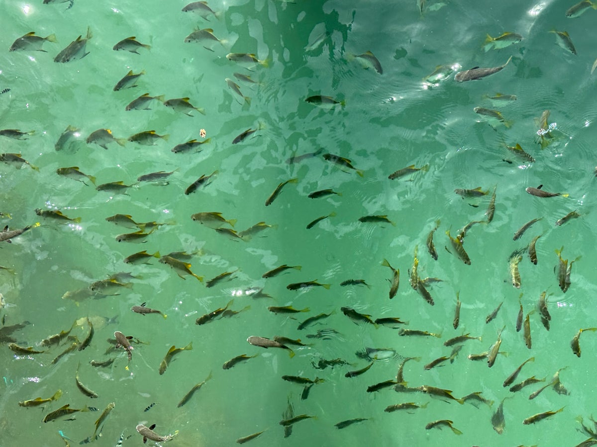 Fiji Marriott Resort Momi Bay lagoon fish