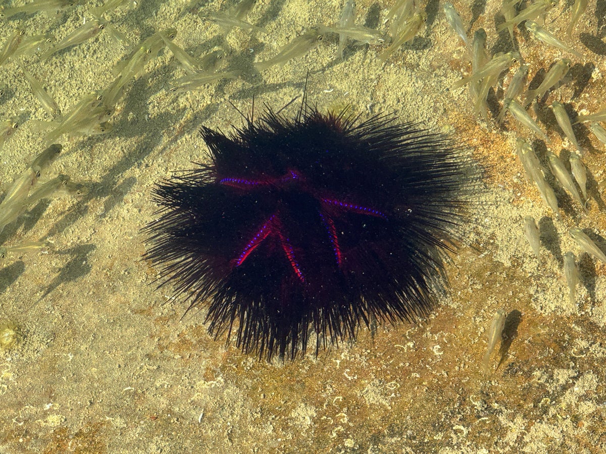 Fiji Marriott Resort Momi Bay lagoon sea urchin