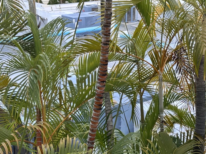 Hyatt Vivid Playa del Carmen Palm Trees Hyatt Vivid Playa del Carmen Palm Trees