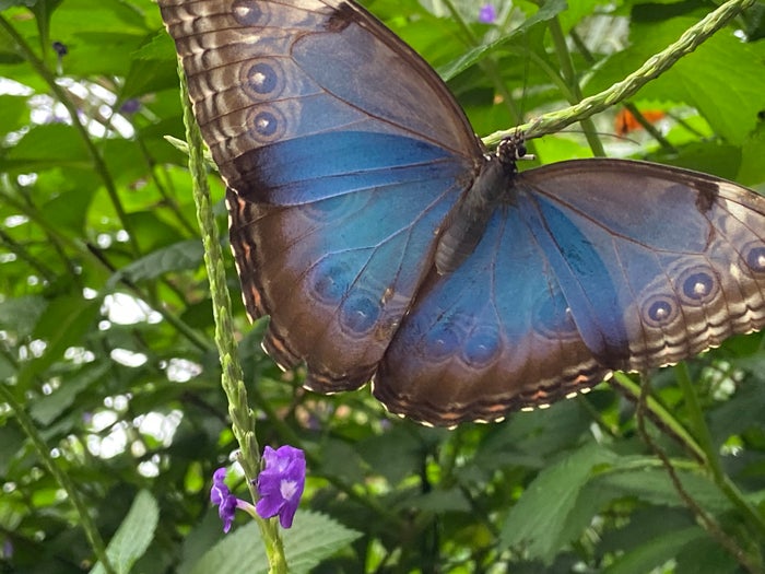 Niagara Parks Butterfly Conservatory blue