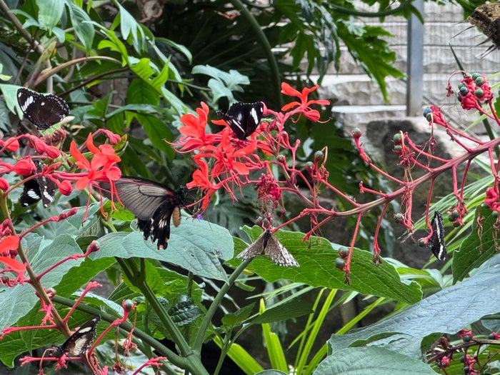 Niagara Parks Butterfly Conservatory red flowers