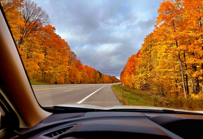 Trees car windshield