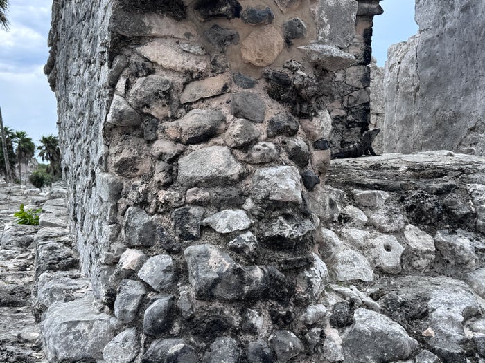 Tulum Archaeological Zone lizard
