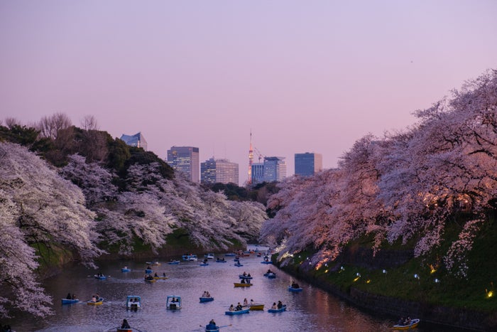 The Ultimate Travel Guide to Tokyo – Best Things To Do, See & Enjoy!