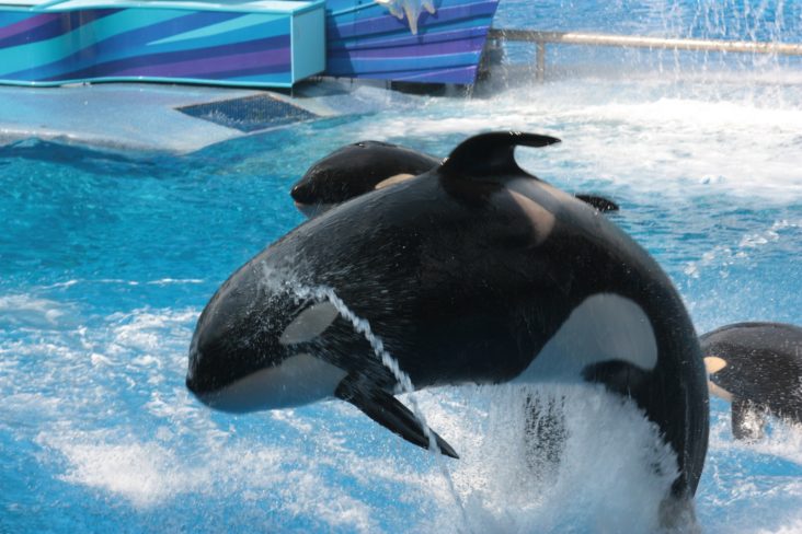 SeaWorld SeaWorld