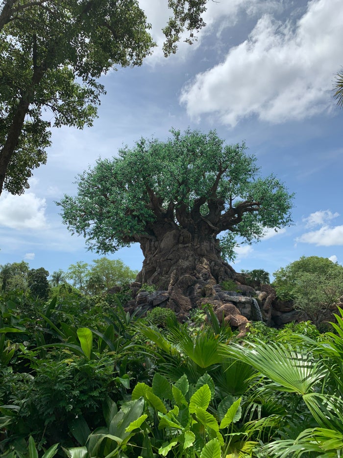 Disney Animal Kingdom Kilimanjaro Safaris disney animal kingdom