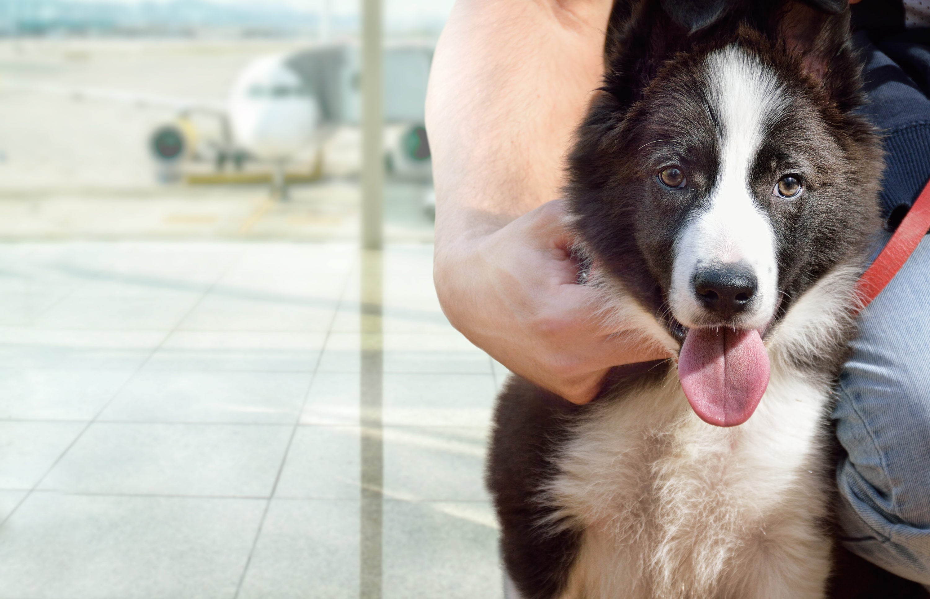 The Top 10 Most Pet-Friendly Airports in the . [Study]