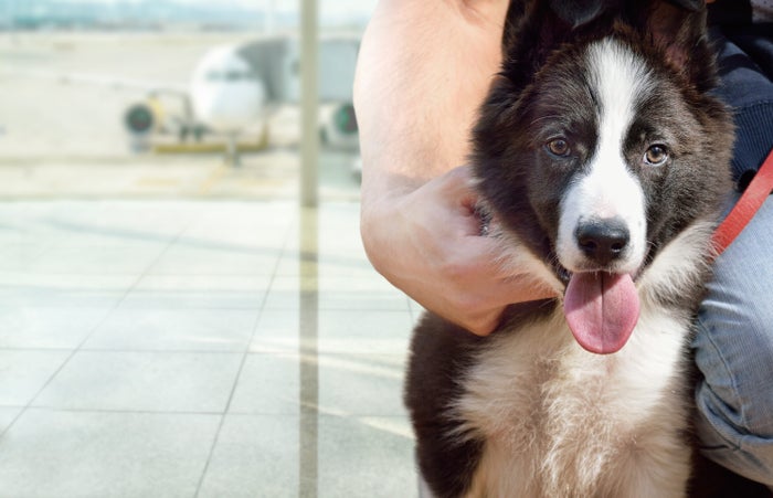 The Top 10 Most Pet-Friendly Airports in the U.S. [Study]