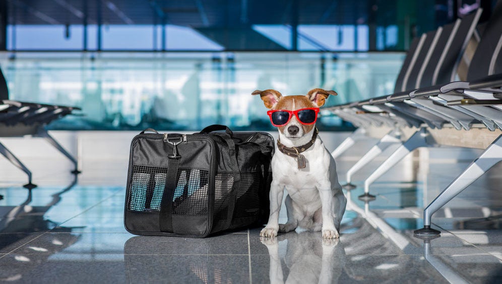 Pet Friendly Airports