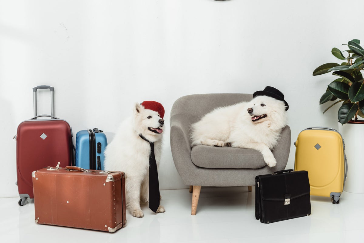 The Ultimate Guide to Traveling With Pets
