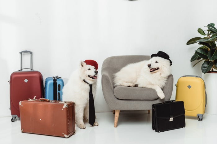 The Ultimate Guide to Traveling With Pets