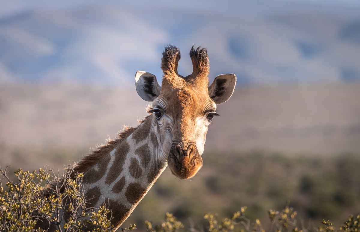 South Africa Safari