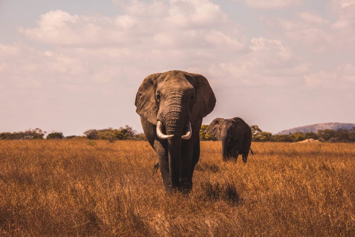 Marriott Announces Luxury Safari Lodge in Tanzania