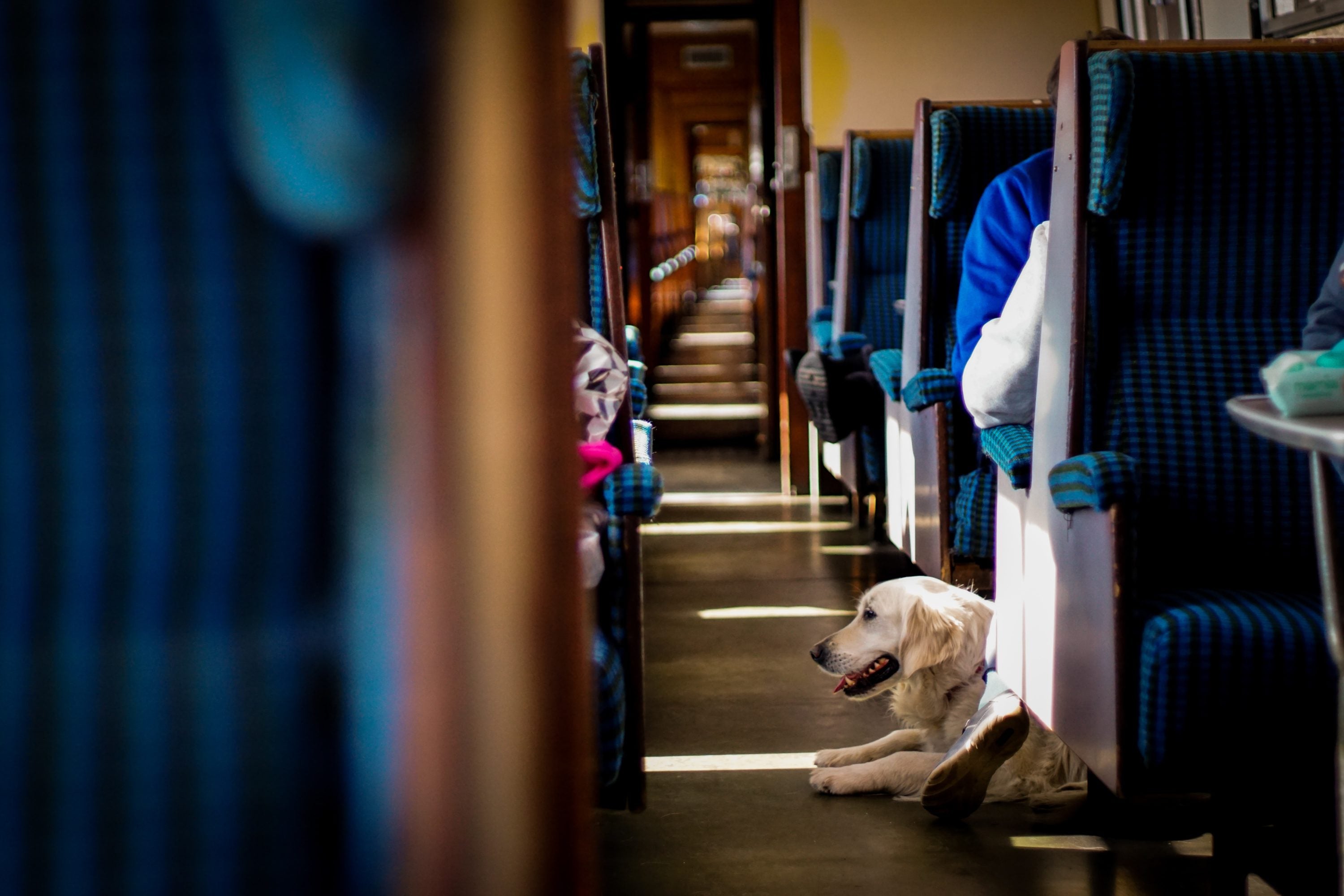 Dog on train