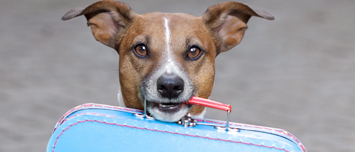 can you take dogs on virgin trains