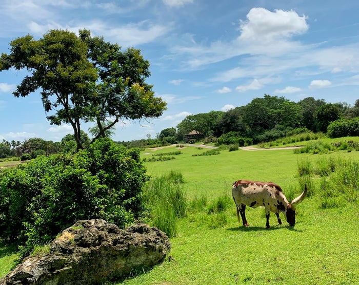 Disney's Animal Kingdom