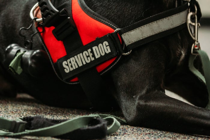 Perceptions of Service Animals: Exploring How People Feel [Survey]