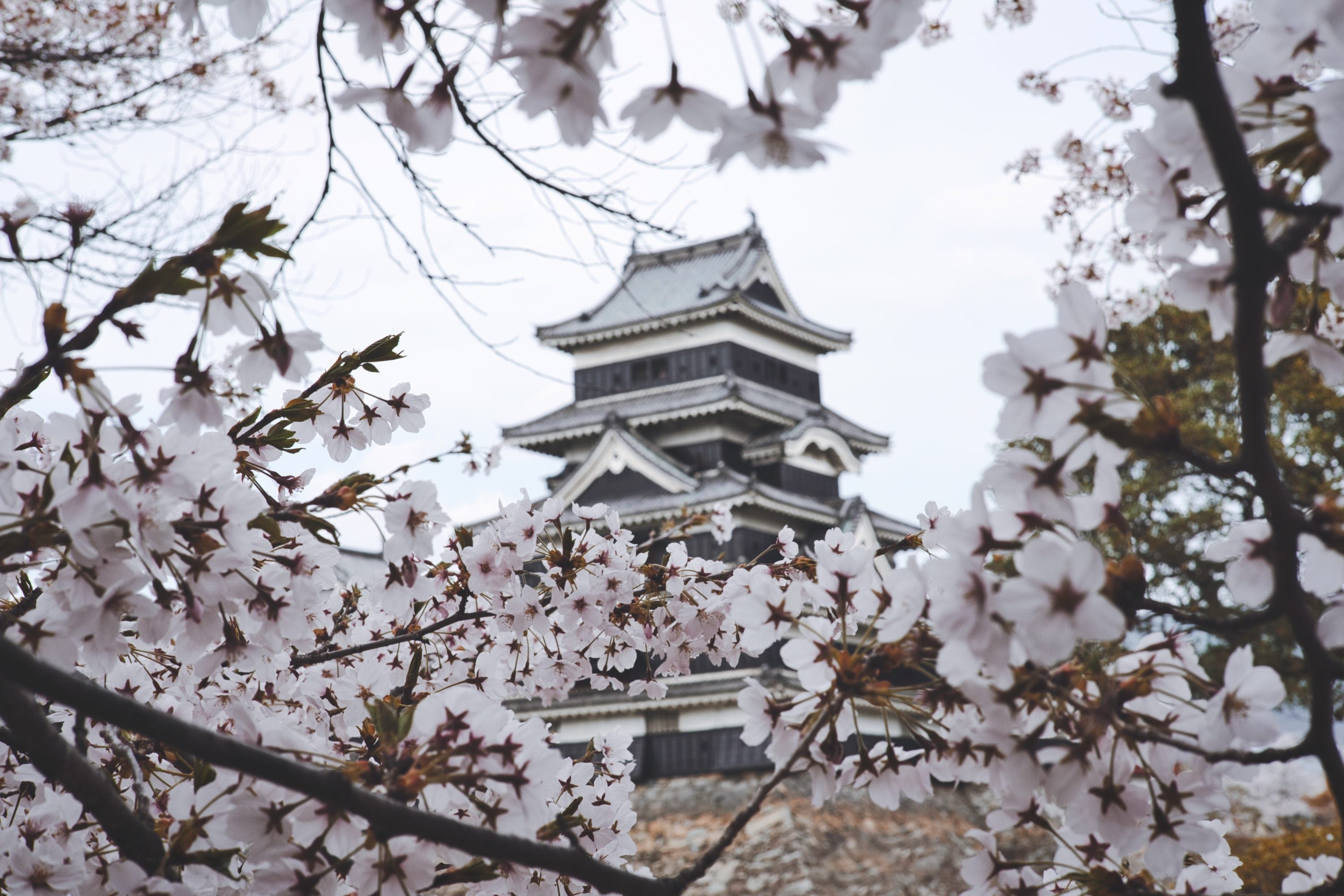 Cherry blossom trees virtual tour on Google Earth