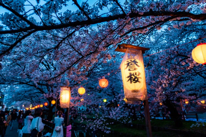 Cherry Blossoms at Night Cherry Blossoms at Night