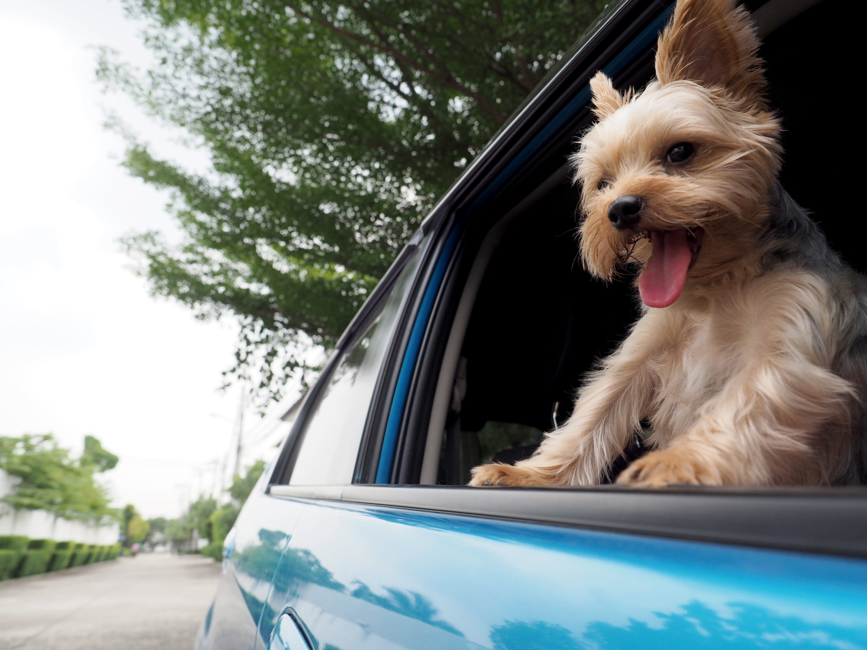Dog with car window down