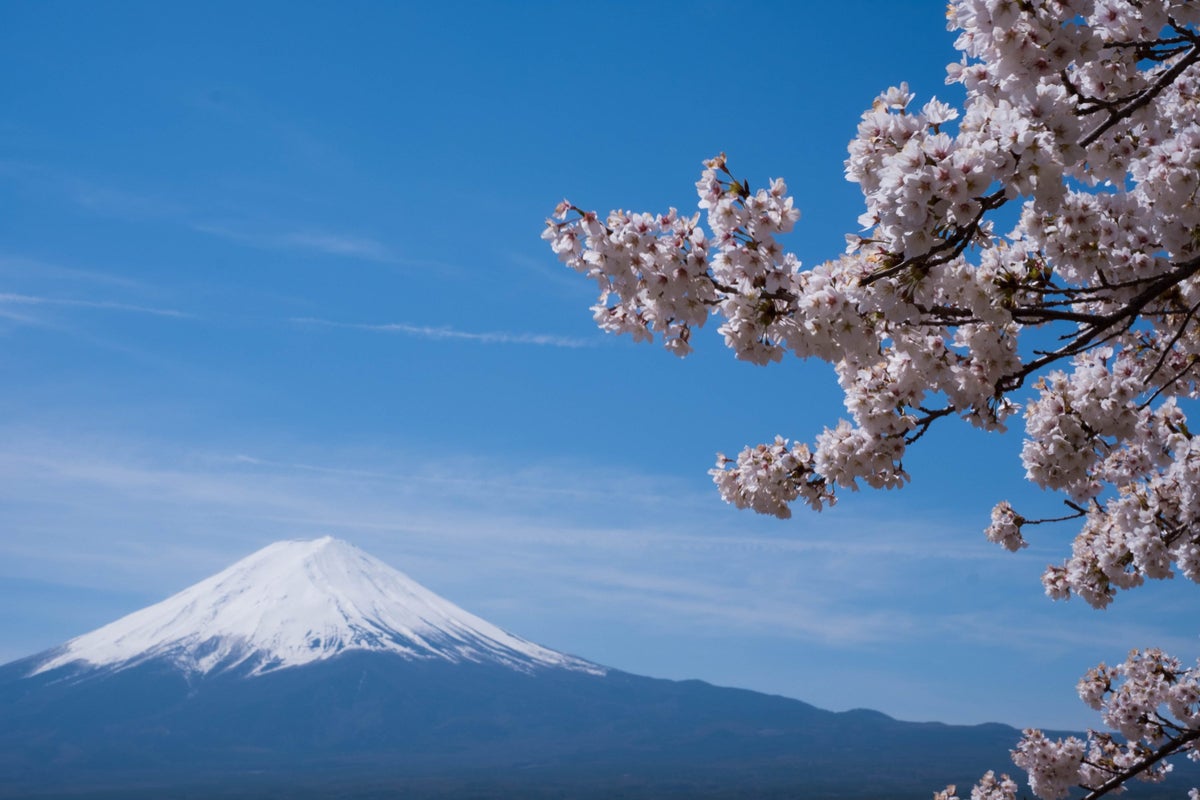 Mount Fuji Cherry Blossoms