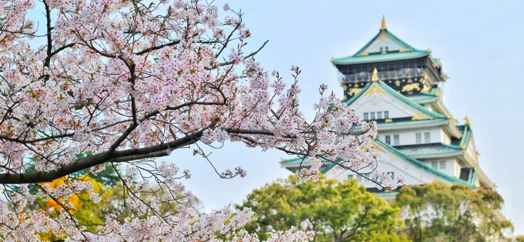 Osaka Castle Cherry Blossom