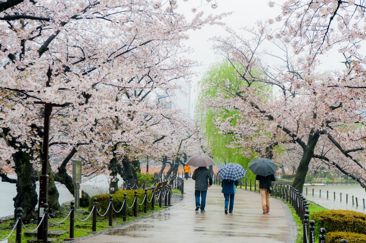 Rainy Day Viewing Cherry Blossoms