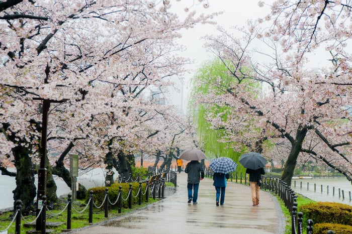 Rainy Day Viewing Cherry Blossoms Rainy Day Viewing Cherry Blossoms