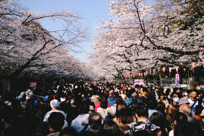 Ueno Park Cherry Blossoms Ueno Park Cherry Blossoms