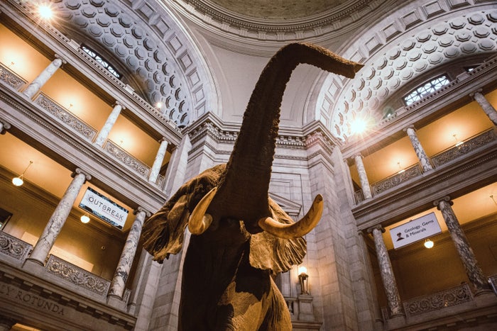 Smithsonian Natural History